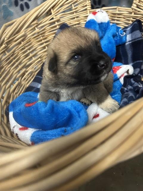 FLYLEAF - Great Pyrenees / Saint Bernard available for adoption