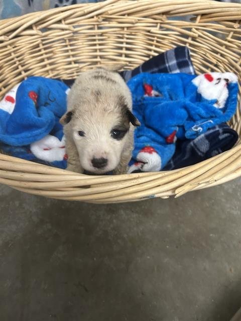 TOKEN - Great Pyrenees / Saint Bernard available for adoption