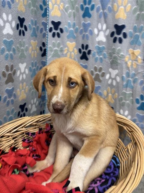 CARMELLA - Labrador Retriever / Border Collie available for adoption