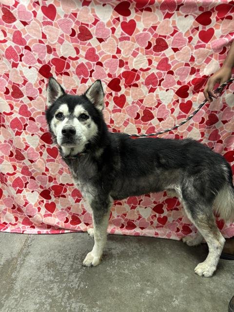 TRIPP - Husky available for adoption