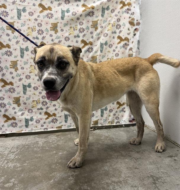 BRICIA - Anatolian Shepherd available for adoption