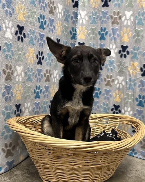 BROOKLYN - German Shepherd Dog available for adoption