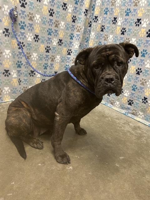 PEBBLE - Bulldog / Boxer available for adoption