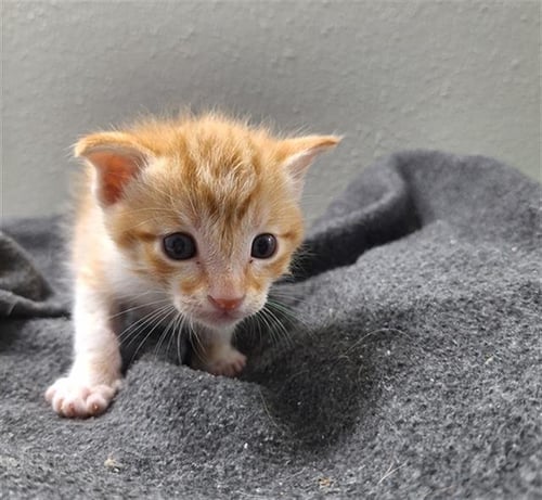 PETER - Domestic Short Hair available for adoption