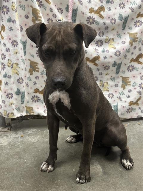 BONNIE - Staffordshire Bull Terrier available for adoption