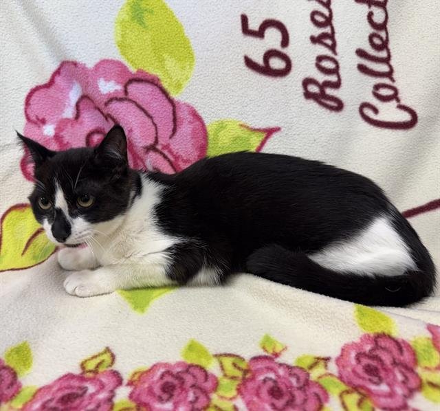 BEBA - Domestic Short Hair available for adoption