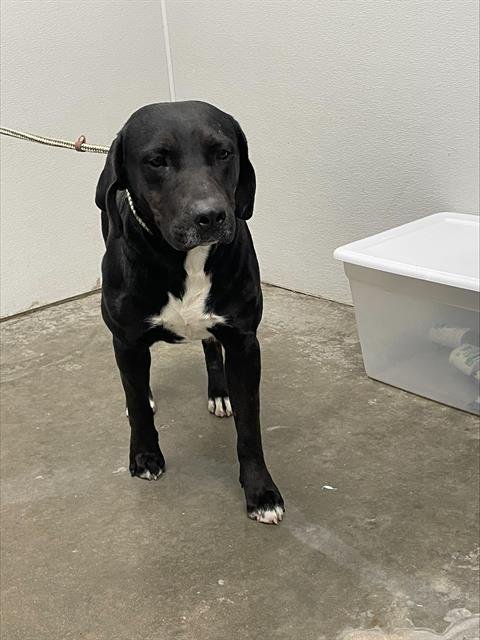 SCOTT - Labrador Retriever available for adoption