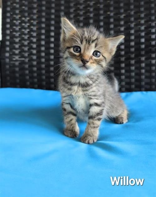 WILLOW - Domestic Short Hair available for adoption
