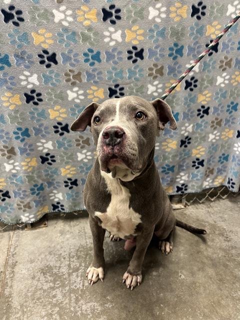 CHUBBS - Staffordshire Bull Terrier available for adoption