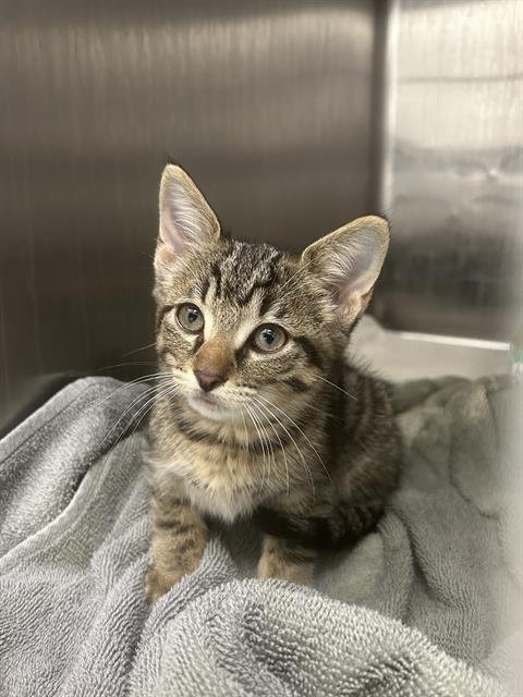 TRUFFLE - Domestic Short Hair available for adoption