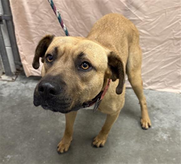 DEACON - Black Mouth Cur available for adoption