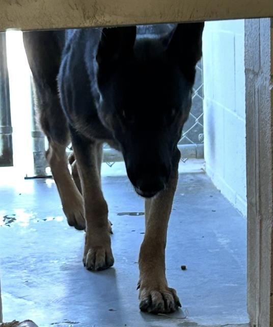 DARRYL - German Shepherd Dog available for adoption