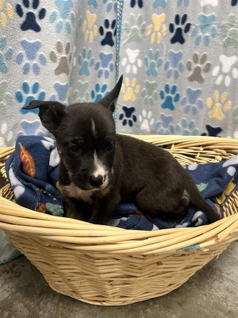JAMES - Chihuahua available for adoption