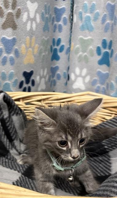 DAZZLE - Domestic Long Hair available for adoption