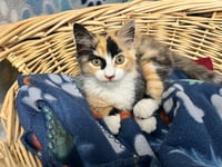 BEAN - Photo 1