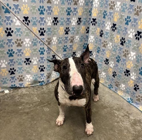 CHICA - Bull Terrier available for adoption