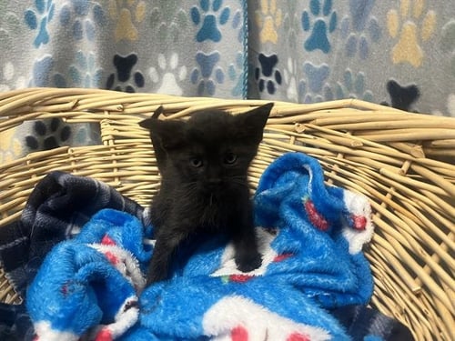EVA - Domestic Short Hair available for adoption