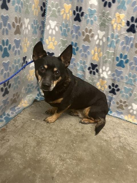 IRIS - Chihuahua / Miniature Pinscher available for adoption