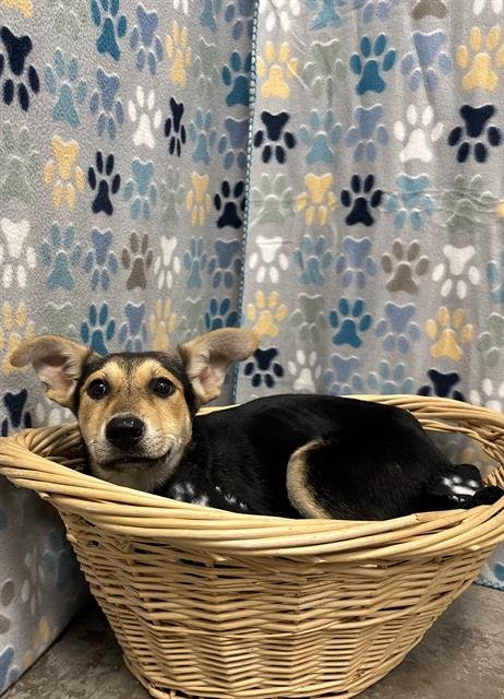 JERSEY - German Shepherd Dog available for adoption