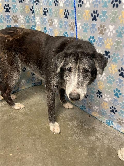 MABLE - Labrador Retriever / Great Pyrenees available for adoption