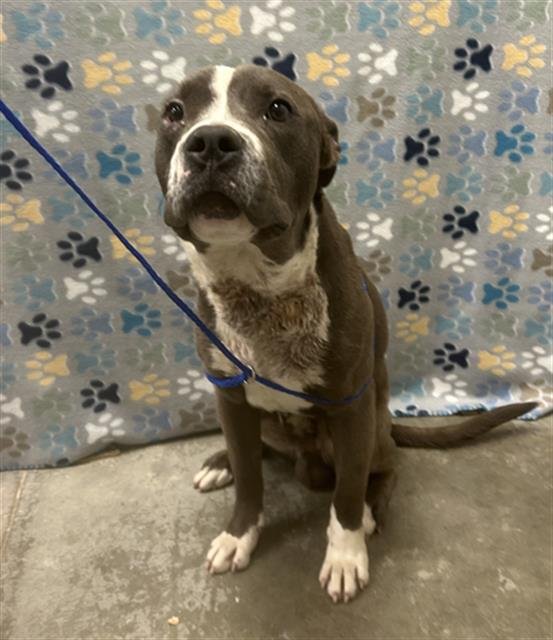 STIX - American Staffordshire Terrier available for adoption