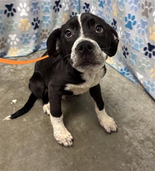 OREO - Labrador Retriever available for adoption