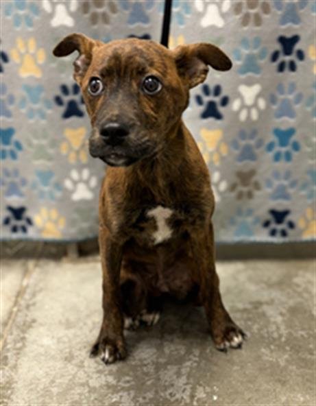 BUZZ - Labrador Retriever available for adoption