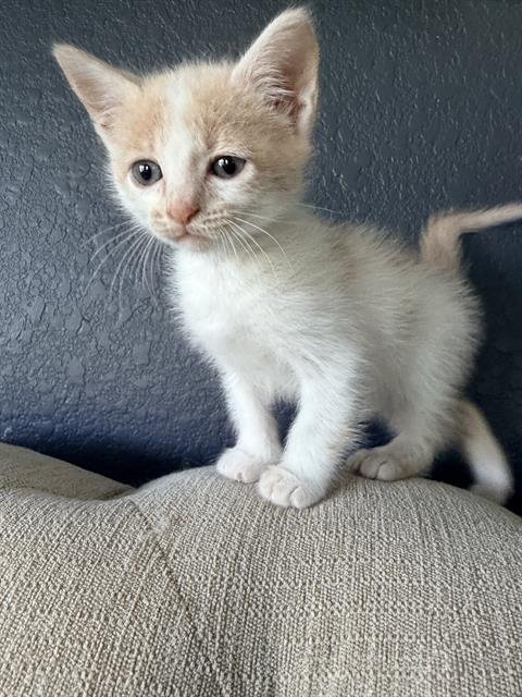 CHARLESTON - Domestic Short Hair available for adoption