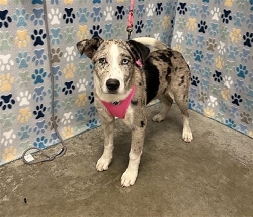 MARGOT - Collie available for adoption
