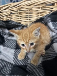 GARFIELD - Photo 1