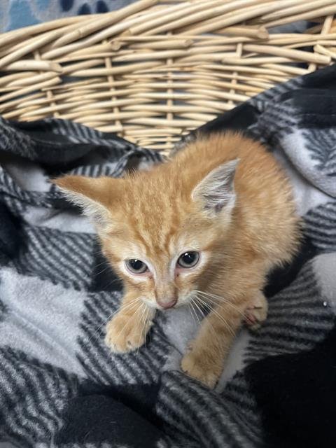 GARFIELD - Domestic Short Hair available for adoption