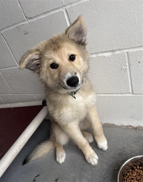 GARNET - German Shepherd Dog available for adoption