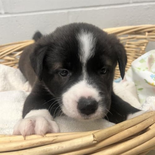 ZELDA - Australian Kelpie available for adoption