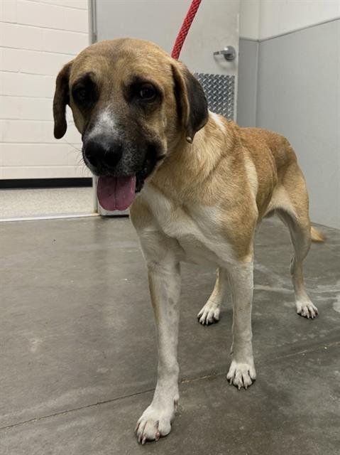 BALDERDASH - Anatolian Shepherd available for adoption
