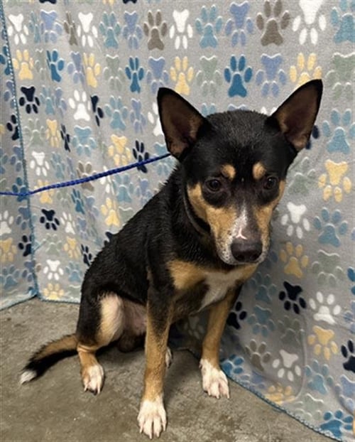 DUDE - Australian Cattle Dog/Blue Heeler / Miniature Pinscher available for adoption
