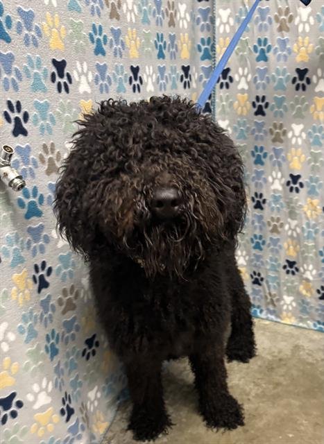 SHAGGY - Poodle (Standard) / Labrador Retriever available for adoption