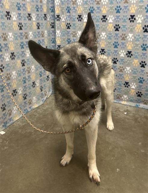 PRISCILLA - German Shepherd Dog / Husky available for adoption