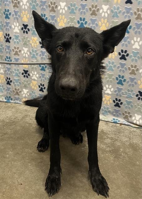 STRINGBEAN - German Shepherd Dog available for adoption