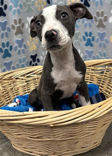 DONTE - Staffordshire Bull Terrier available for adoption