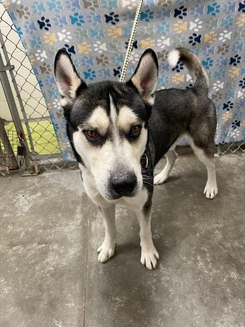 RICHIE - Husky available for adoption