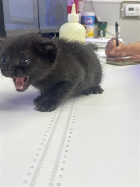 MONTY - Domestic Short Hair available for adoption