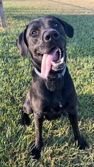 STORM - Labrador Retriever available for adoption
