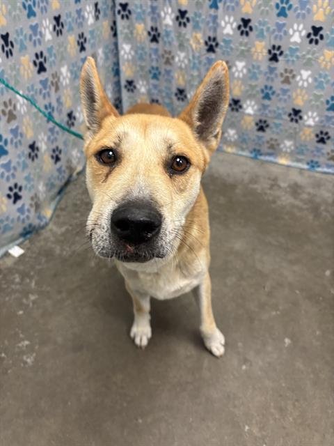 BISCOTTI - German Shepherd Dog / Carolina Dog available for adoption
