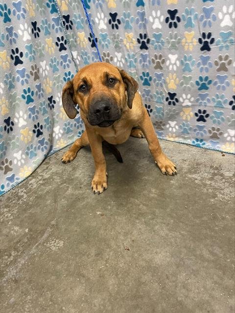CARAMEL - Labrador Retriever / German Shepherd Dog available for adoption