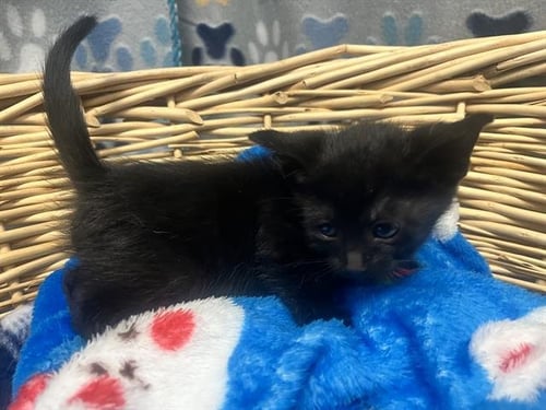 STRATT - Domestic Short Hair available for adoption