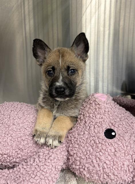 RAJ - German Shepherd Dog available for adoption
