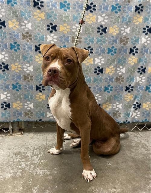 SEYMORE - Pit Bull Terrier available for adoption