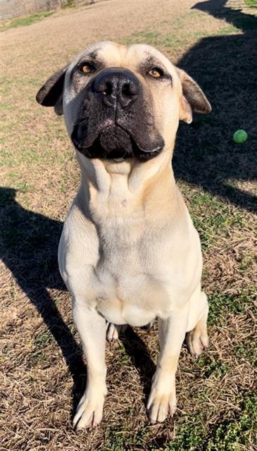 OSCAR - Black Mouth Cur available for adoption