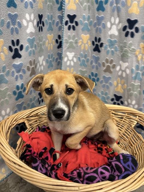 CARRIE - Labrador Retriever / Border Collie available for adoption