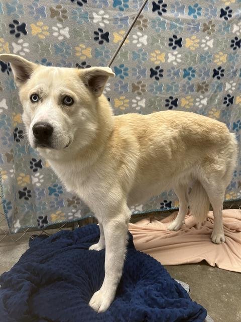 BLITZ - Husky available for adoption
